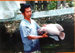 Pedoman Budidaya Ikan Gurame